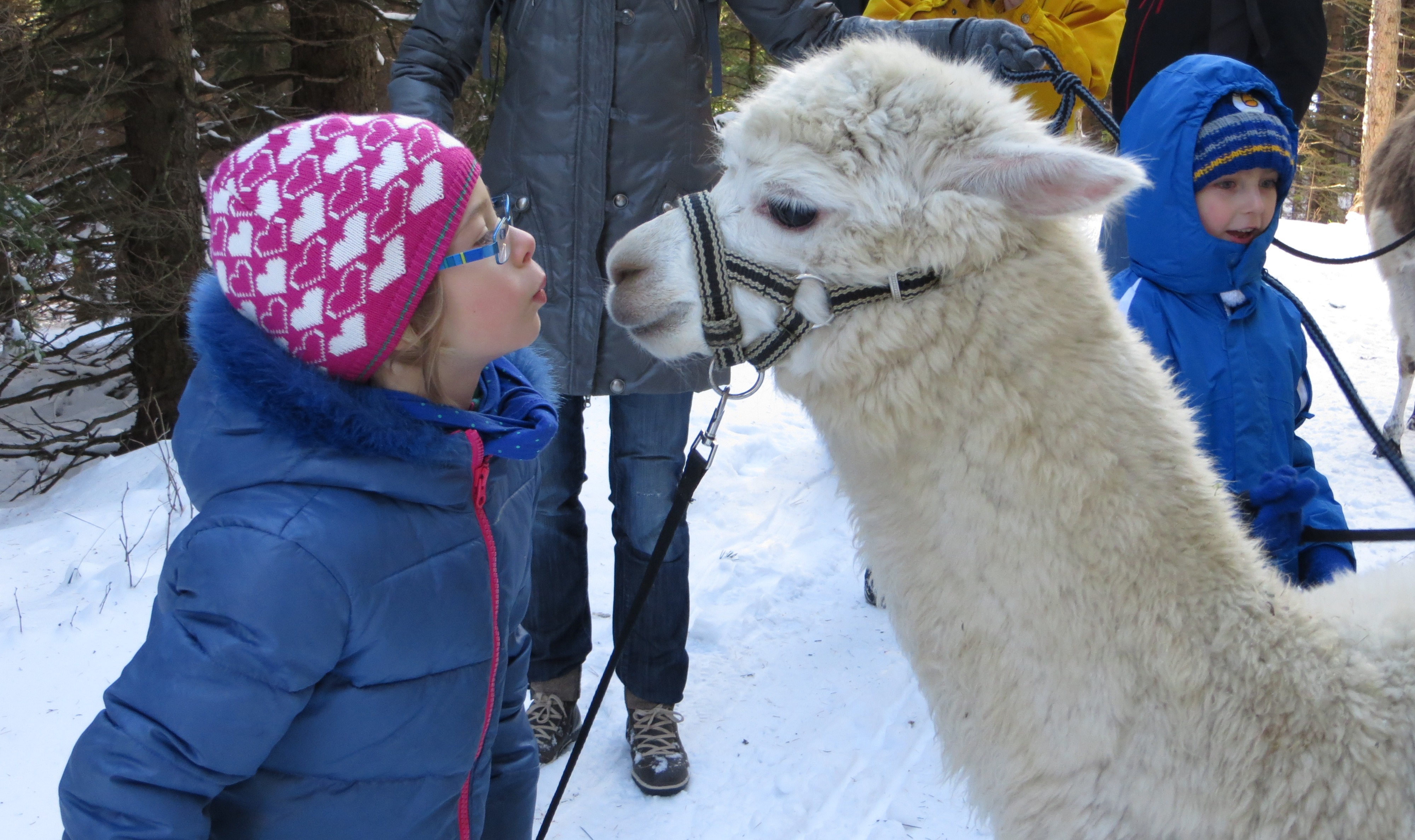 Lama Wanderungen im Naturpark Hohe Wand